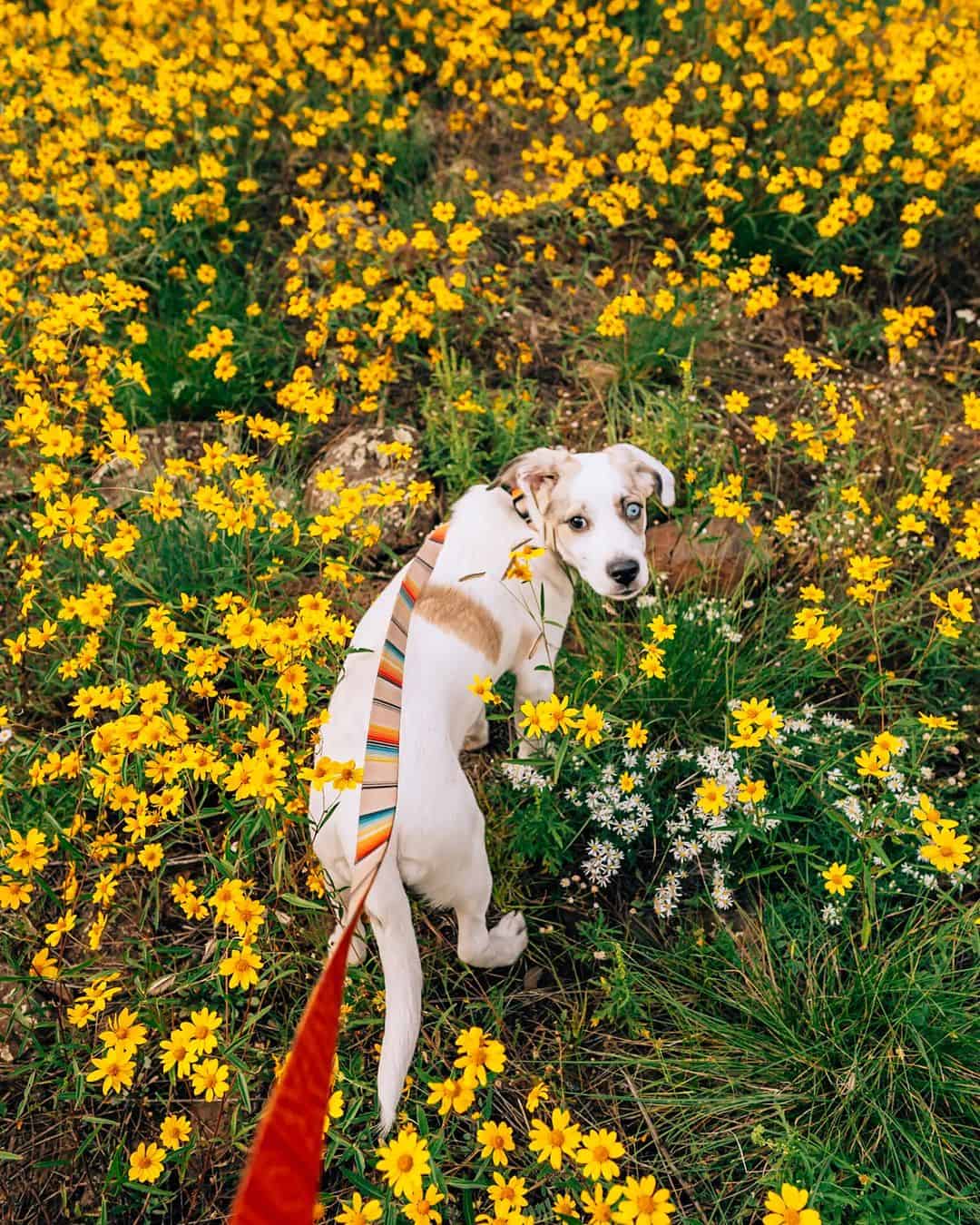 Aussie Pyrenees walking outside