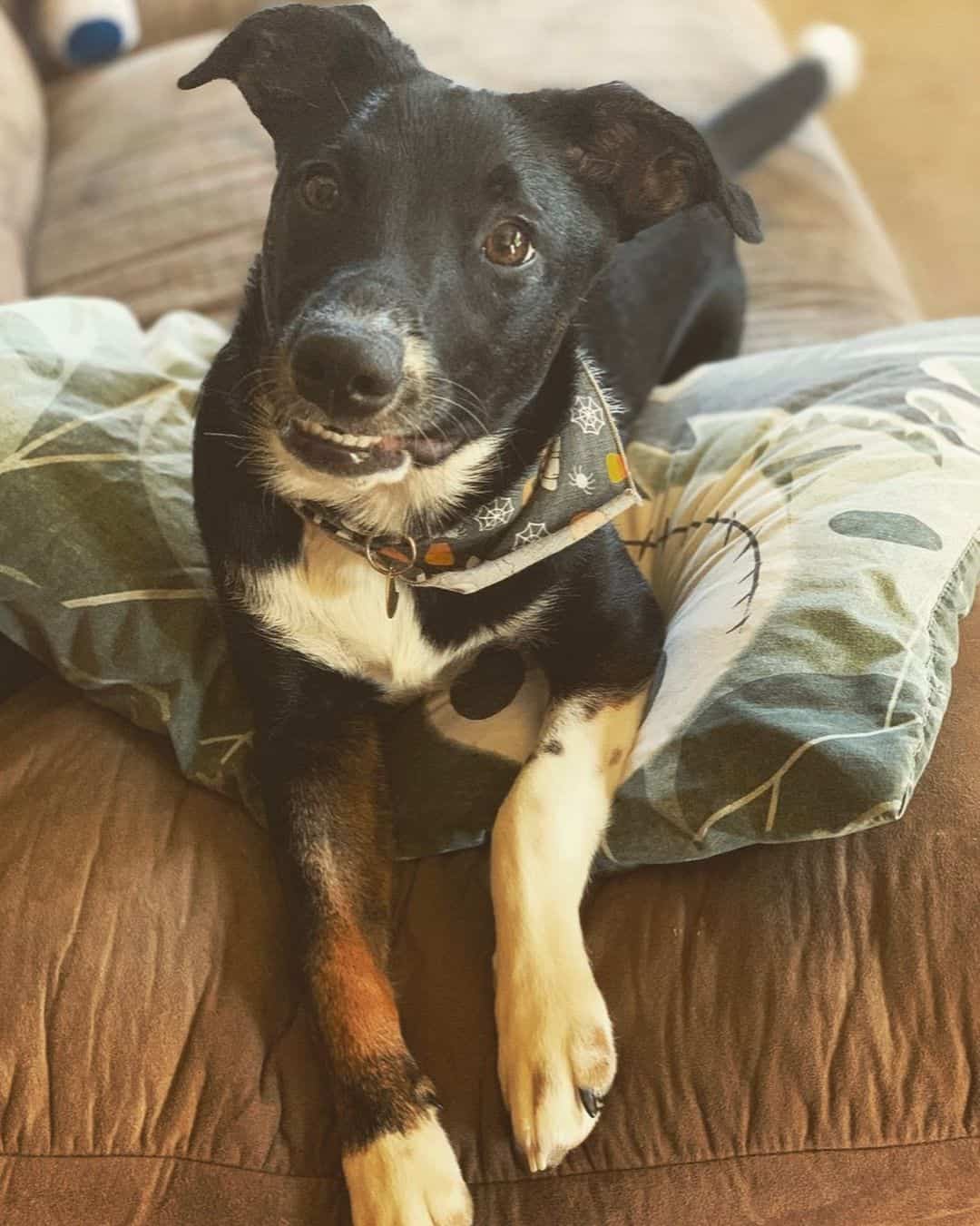 aussie rat terrier mix