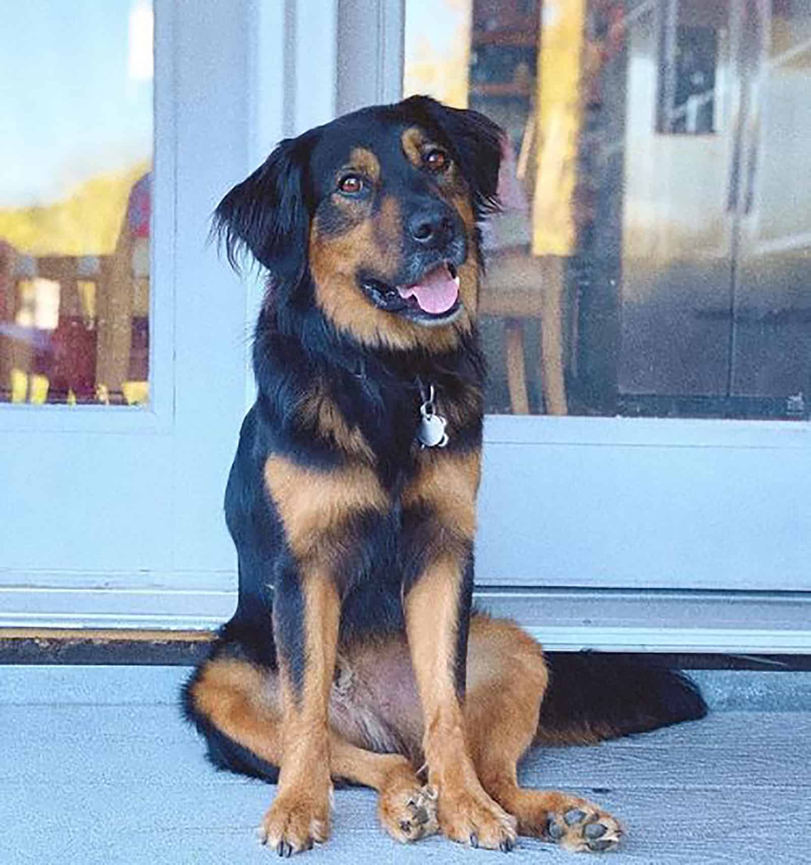 aussie rottie dog sitting in the front door