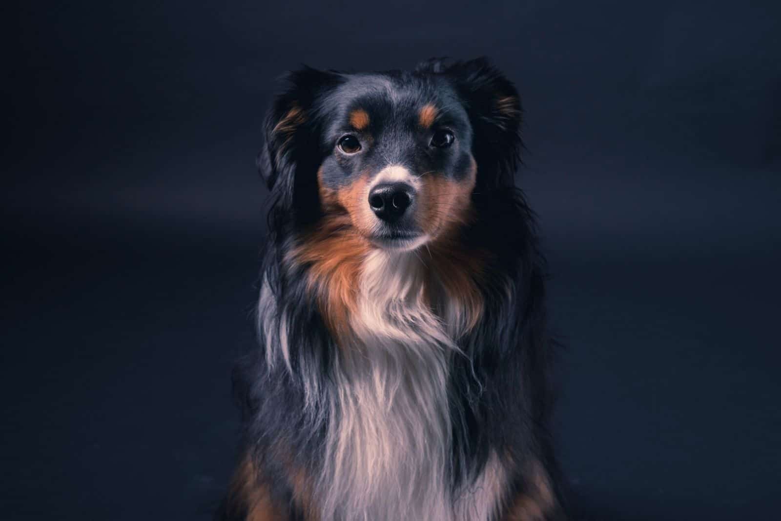 aussie shepherd toy facing the camera posing in dark background