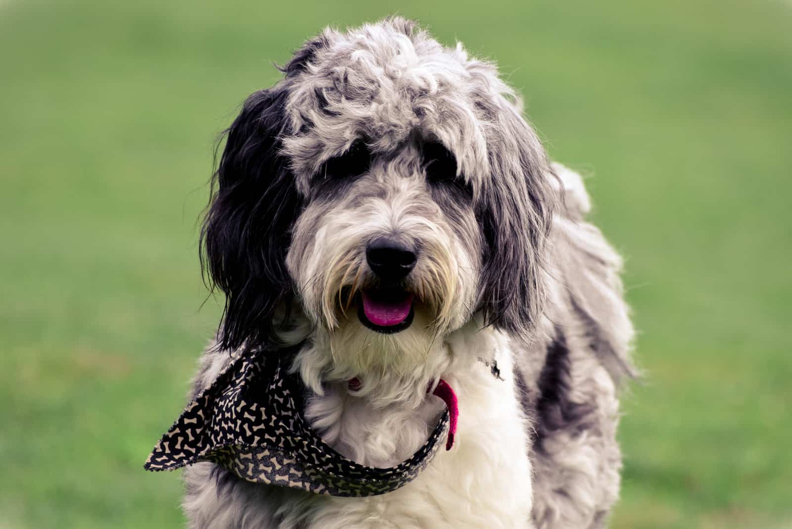 beautiful aussiedoodle close up