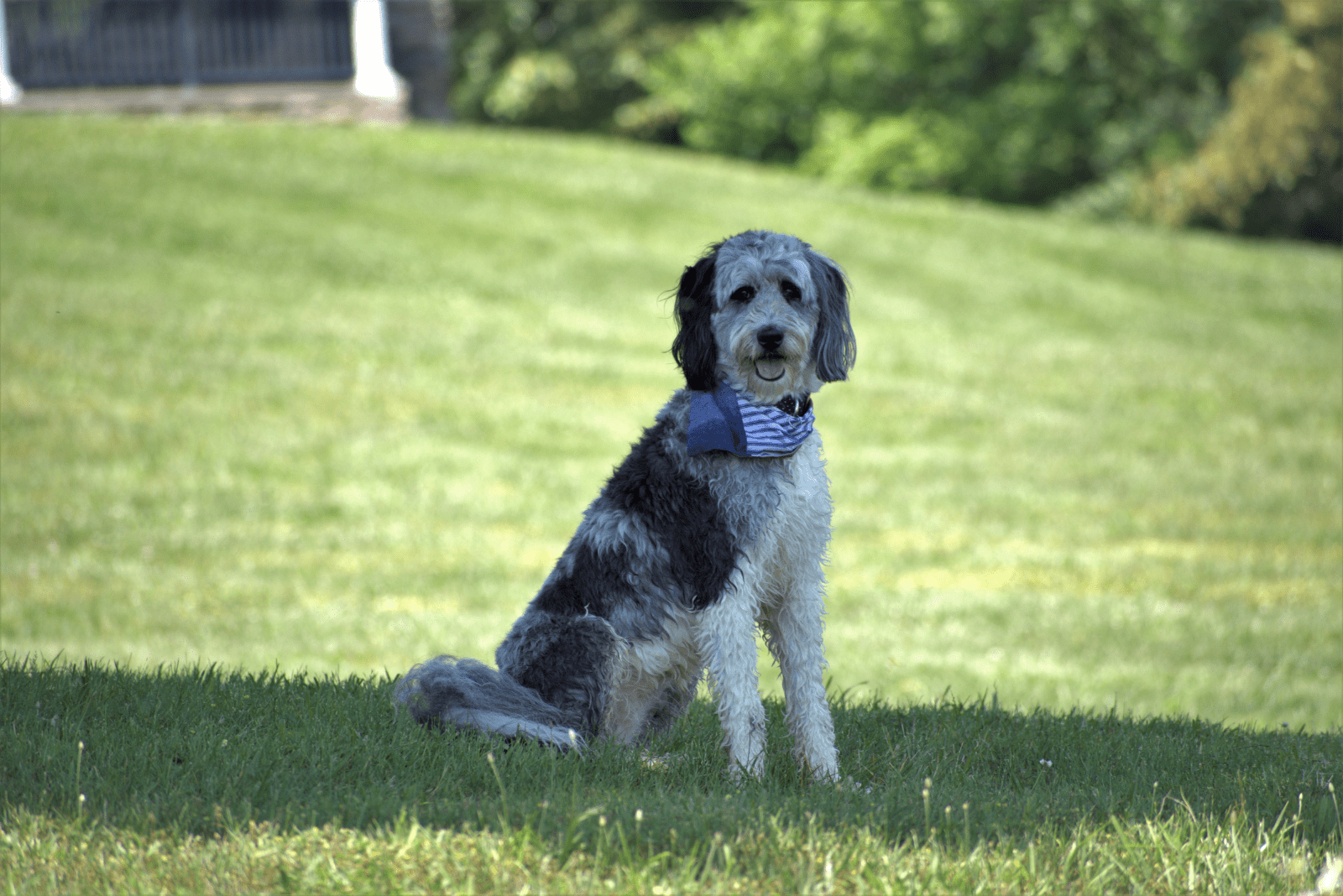 Aussiedoodle Colors – The Art Of Doodles