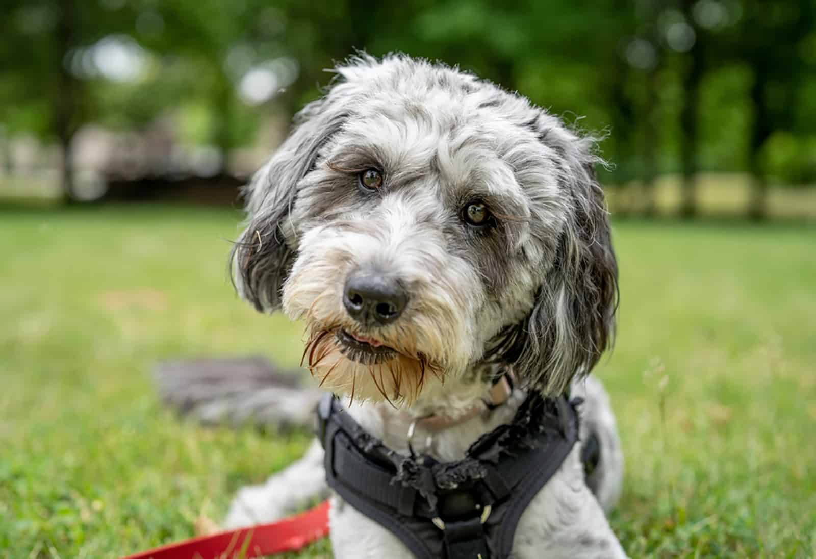 aussiedoodle dog lying in the grass in the park