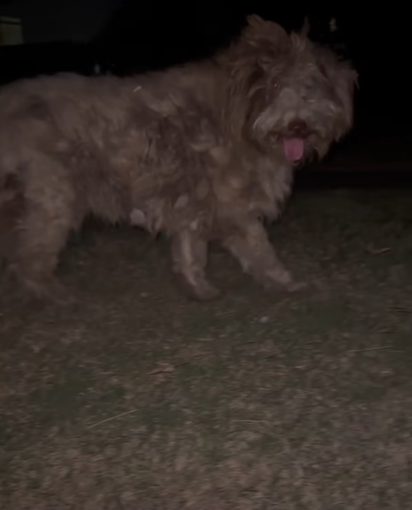 aussiedoodle in the dark