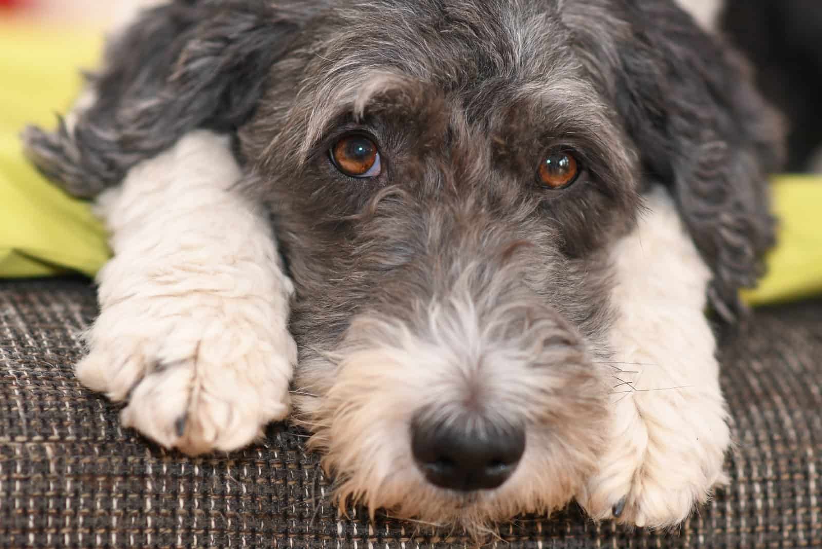 aussiedoodle laying on the couch