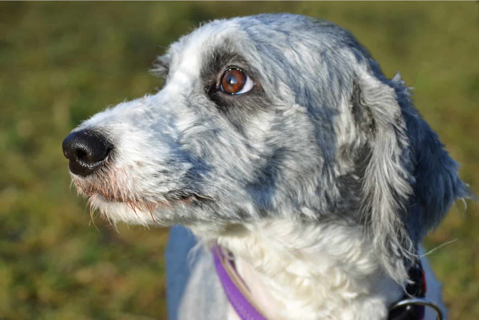 aussiedoodle with summer hair cut