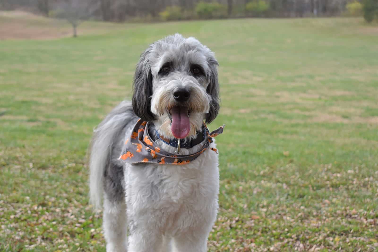 aussiedoodle dog in the park