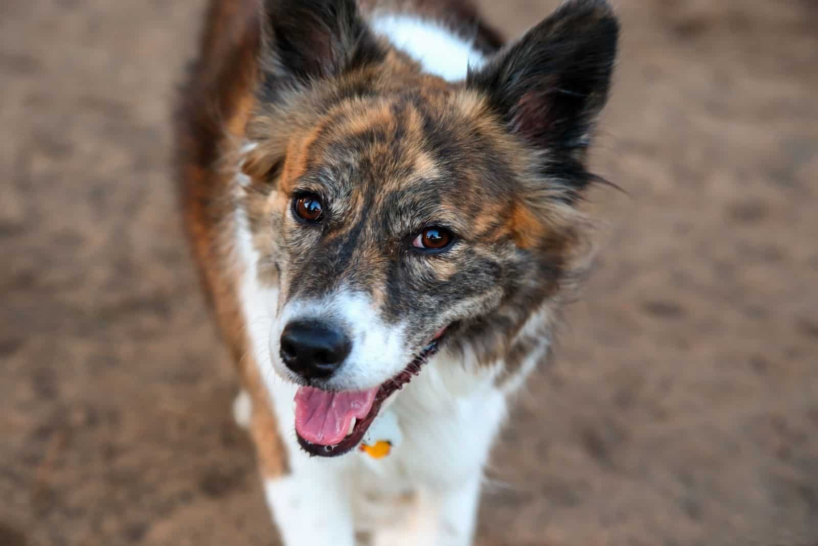 australian shepherd mix dog standing looking at the camera