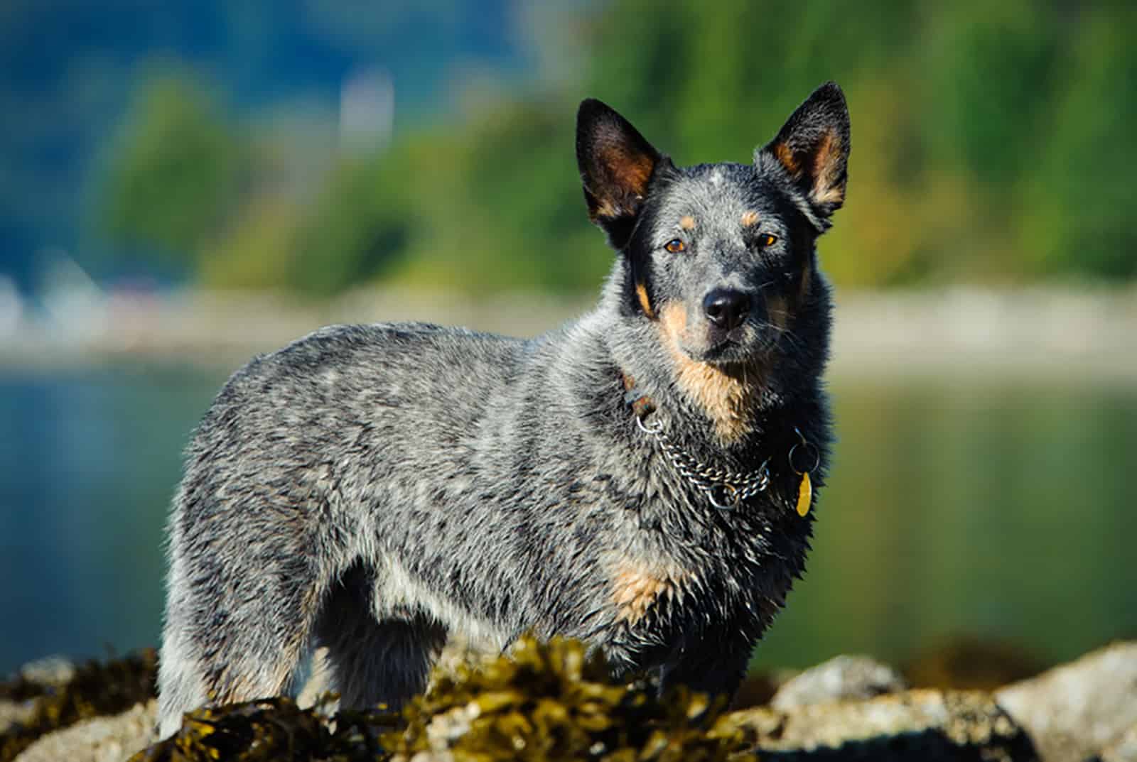 australian cattle dog standing by lake