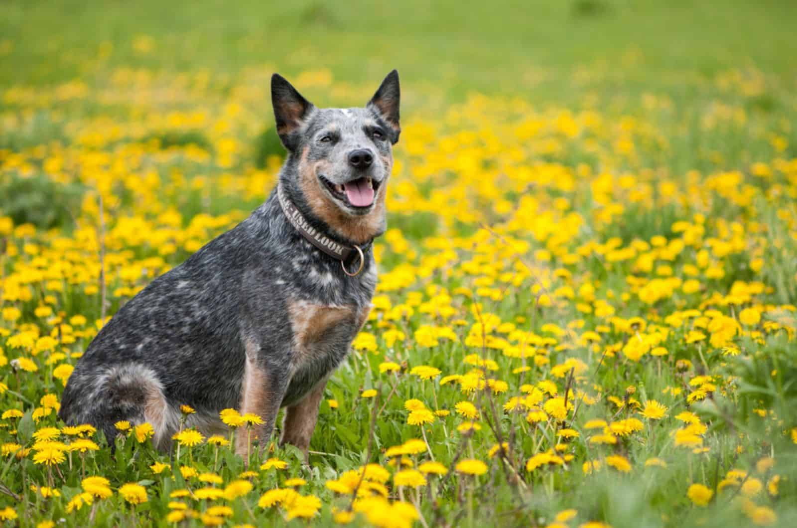 australian cattle dog on a meadow