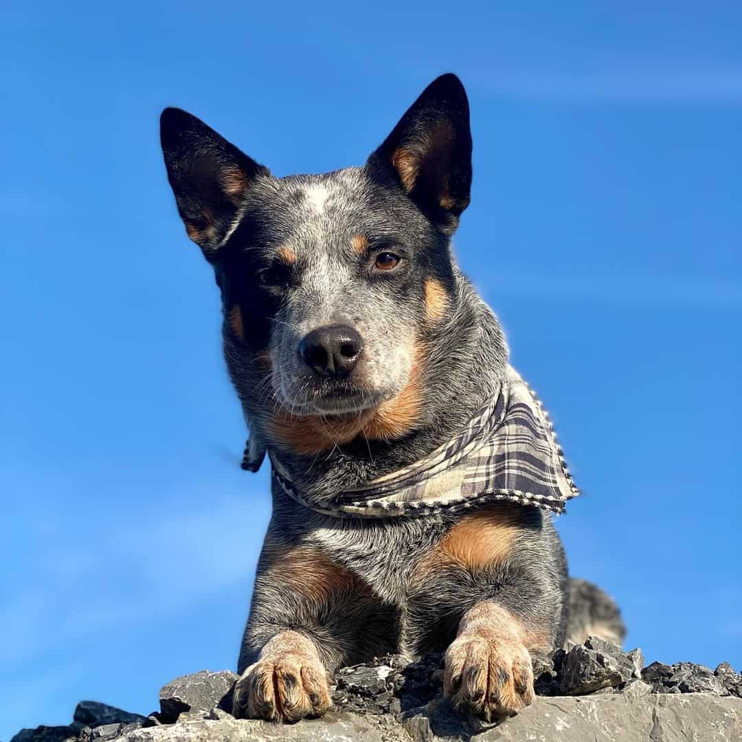 australian cattle dog blue heeler