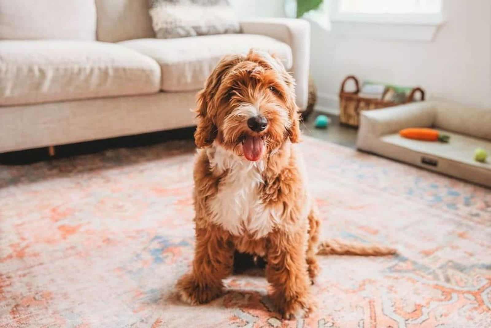 Australian Goldendoodle at home