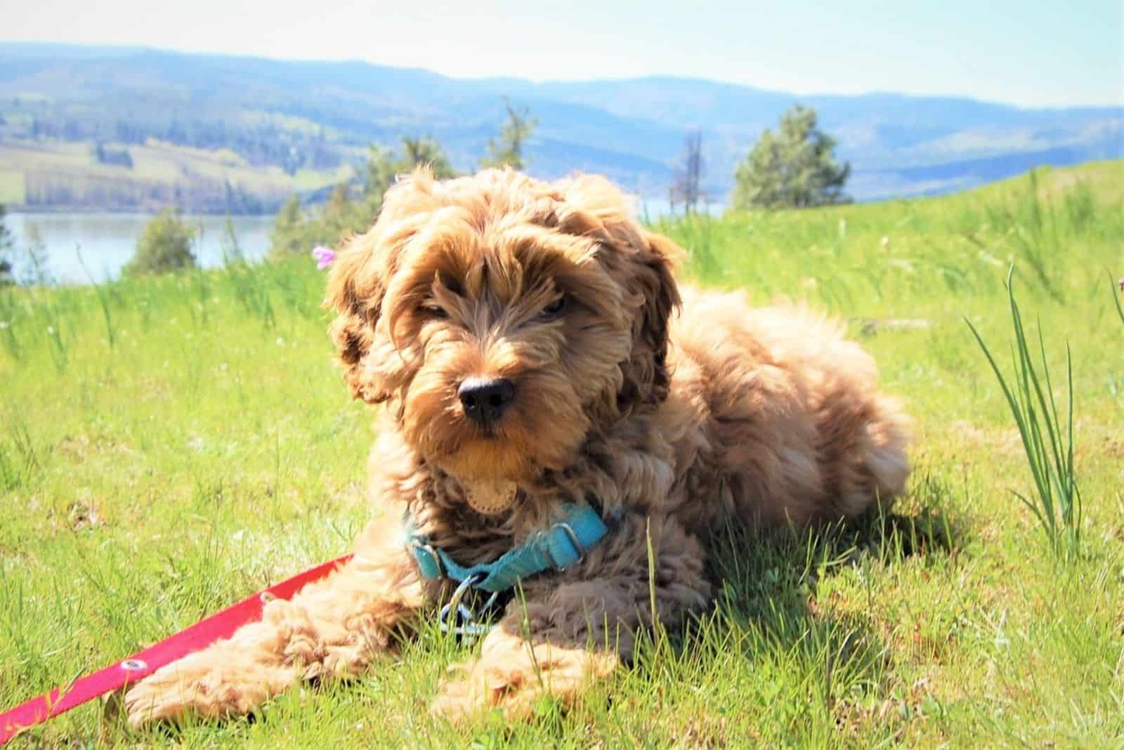 australian goldendoodle in nature