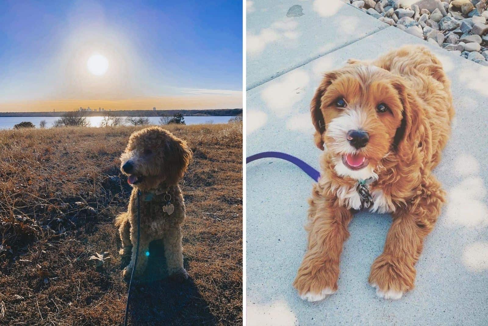 australian goldendoodle