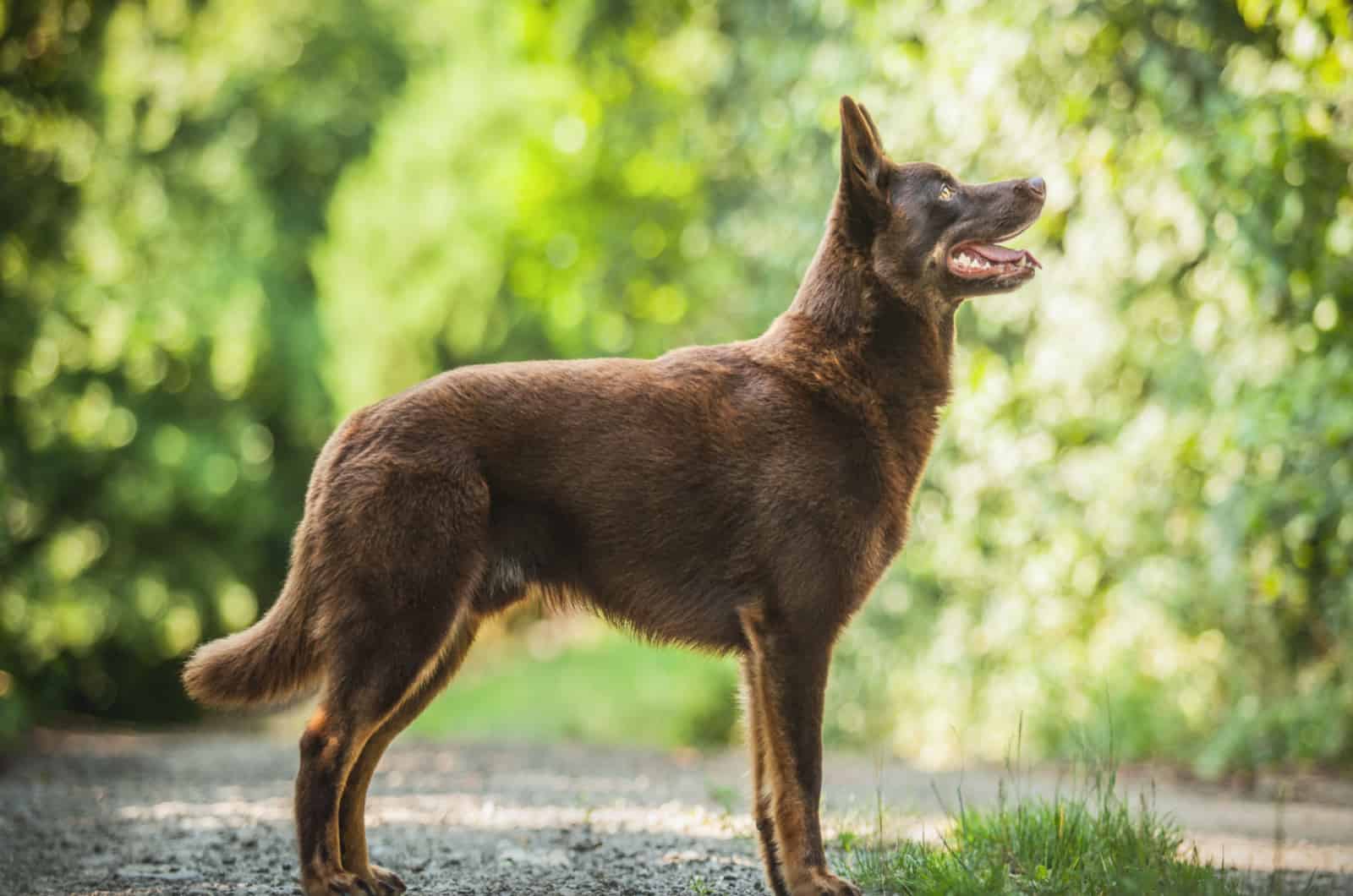 Australian Kelpie