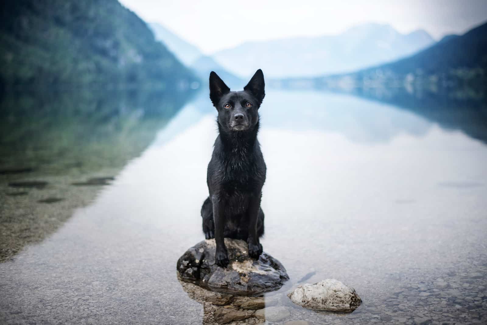 Australian Kelpie at the lake