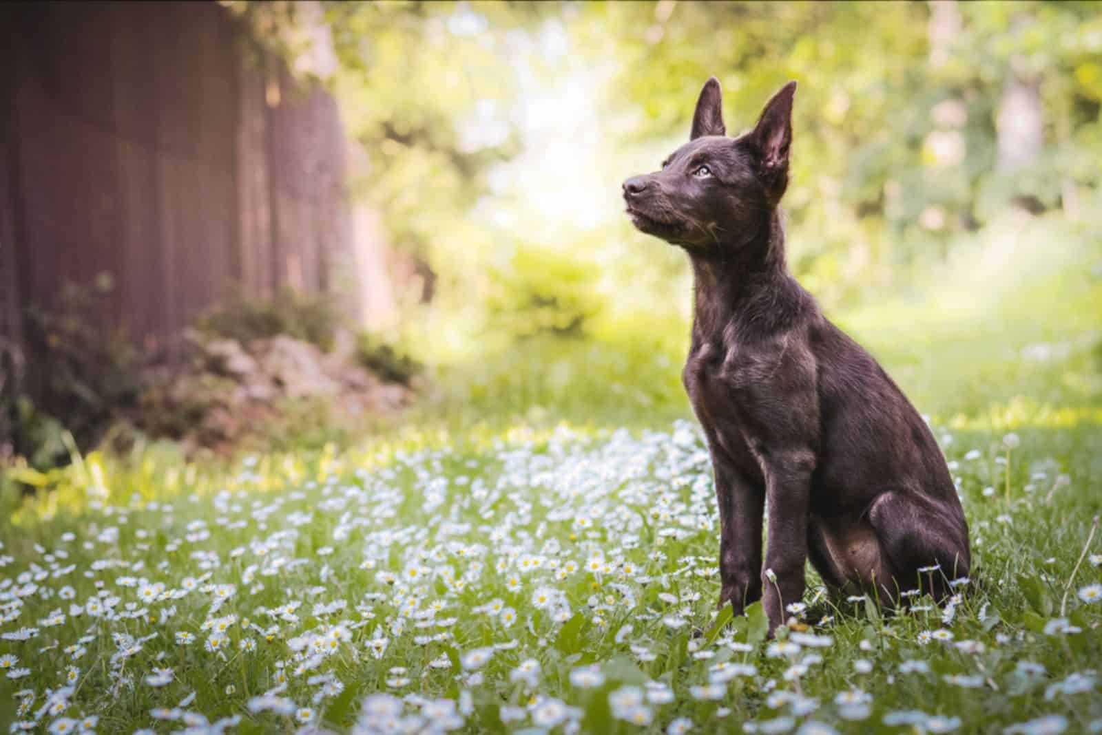 Australian kelpie puppy in flower field