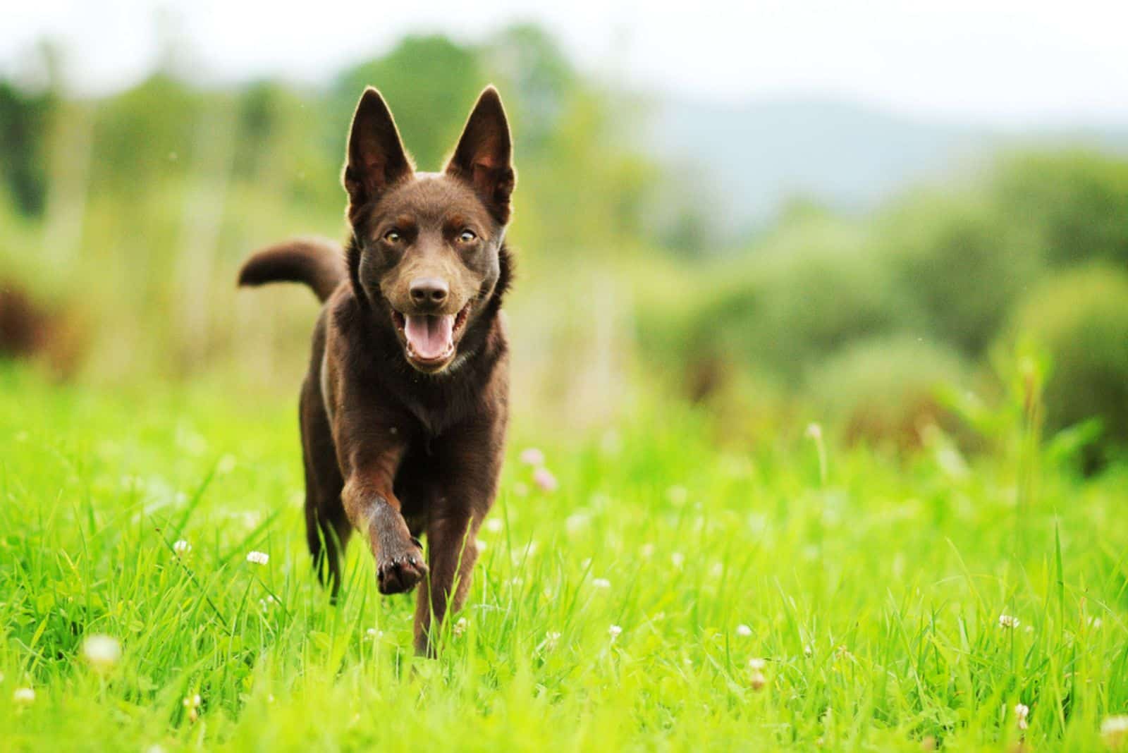 australian kelpie running through the meadow