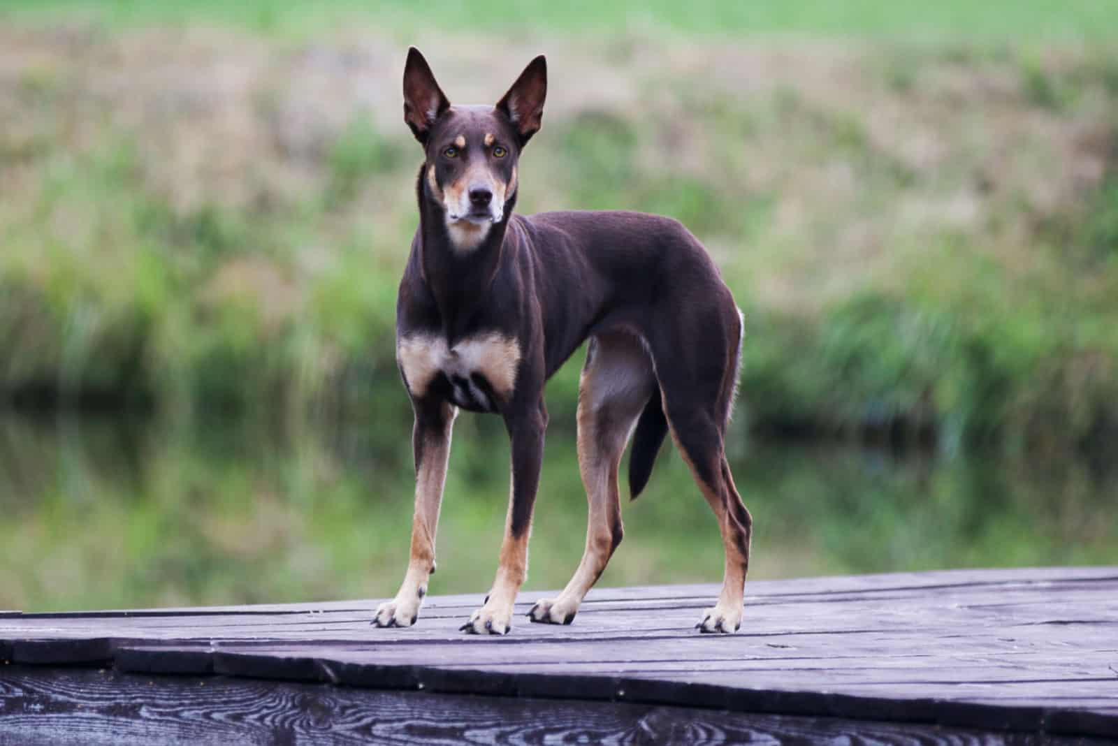 Australian Kelpie standing on the pier