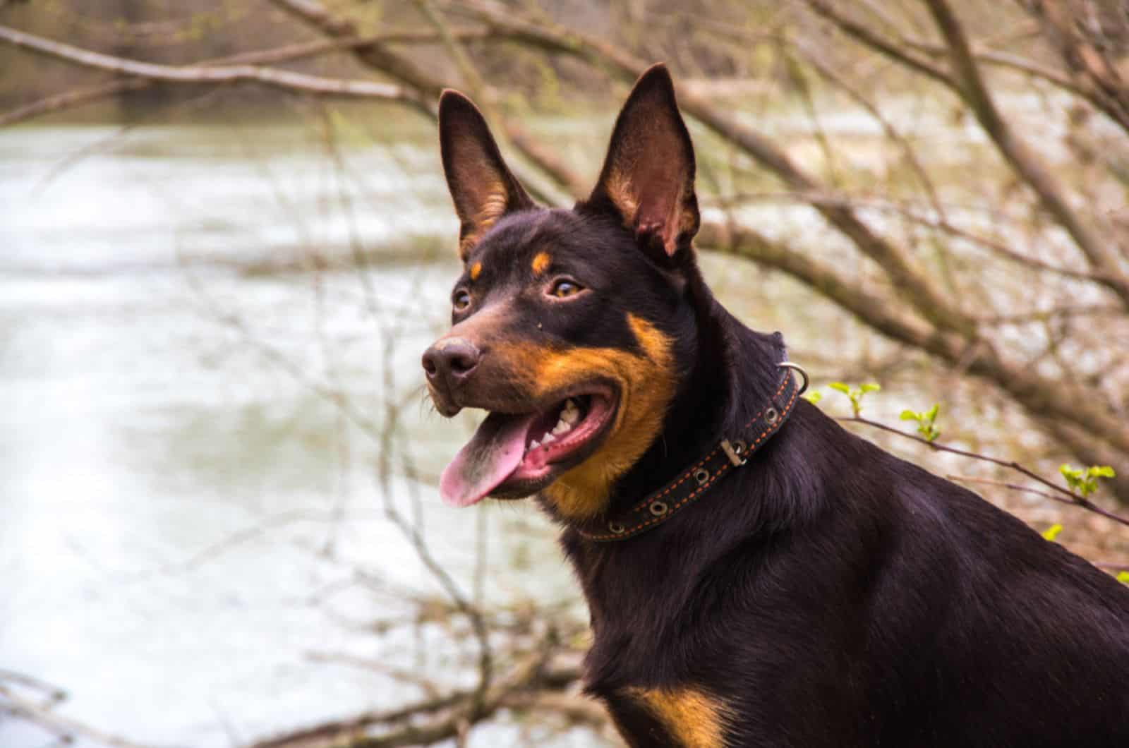 australian kelpie in nature