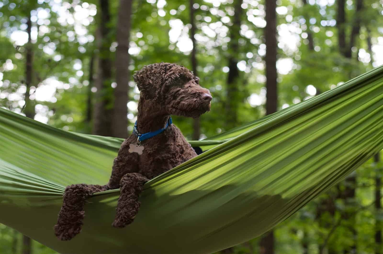 Australian Labradoodle looking into something