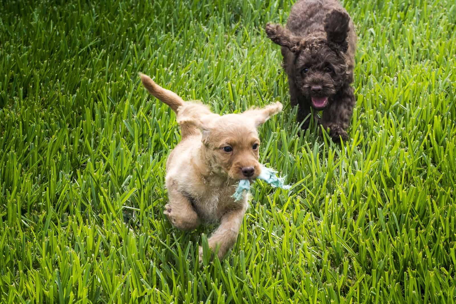 australian labradoodle puppies running