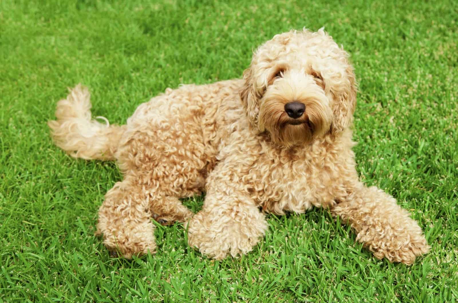 Australian Labradoodle sitting on grass