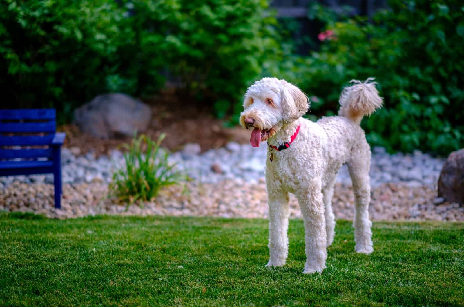 Australian Labradoodle standing on grass