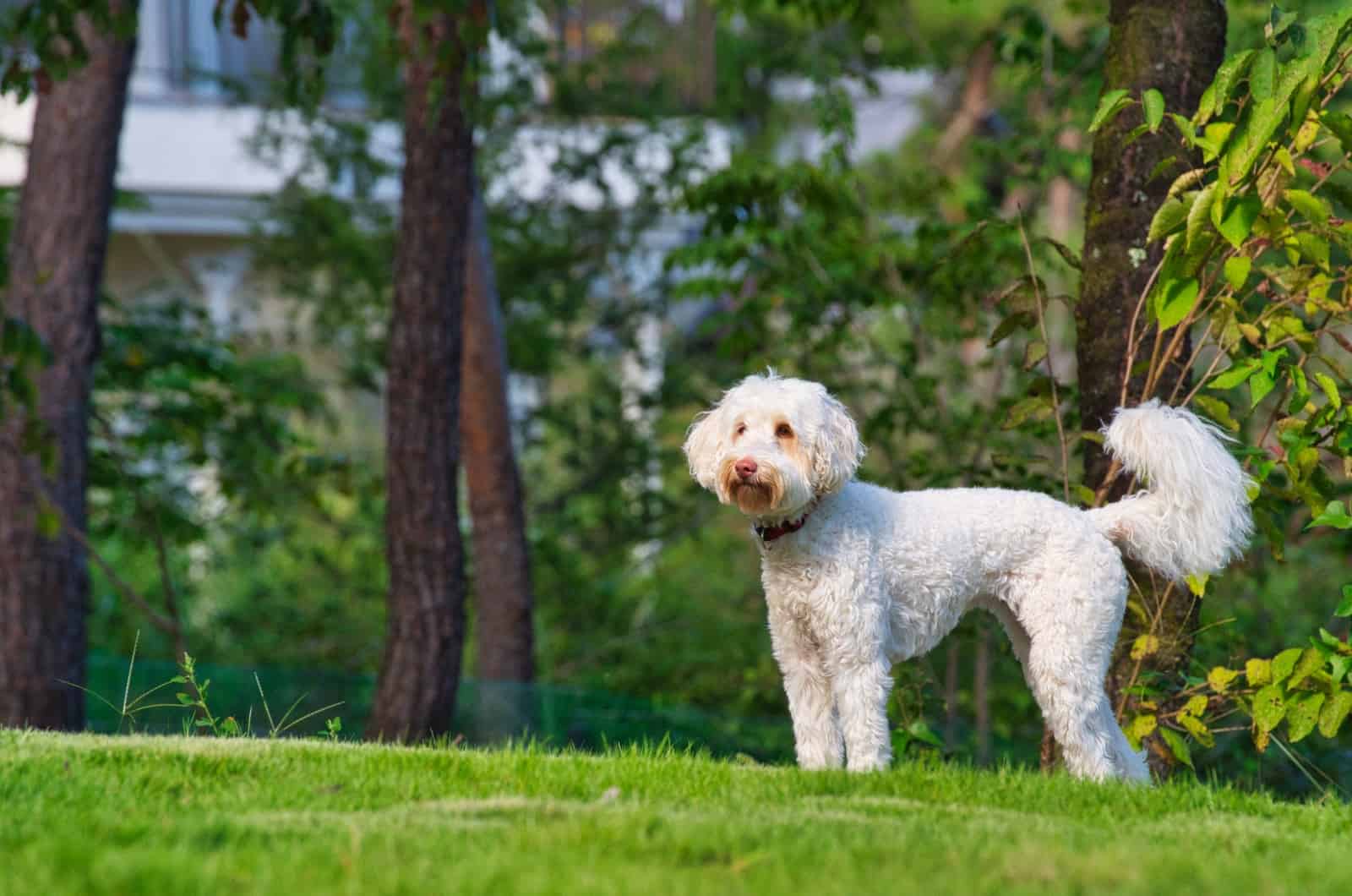 Australian Labradoodle standing outside