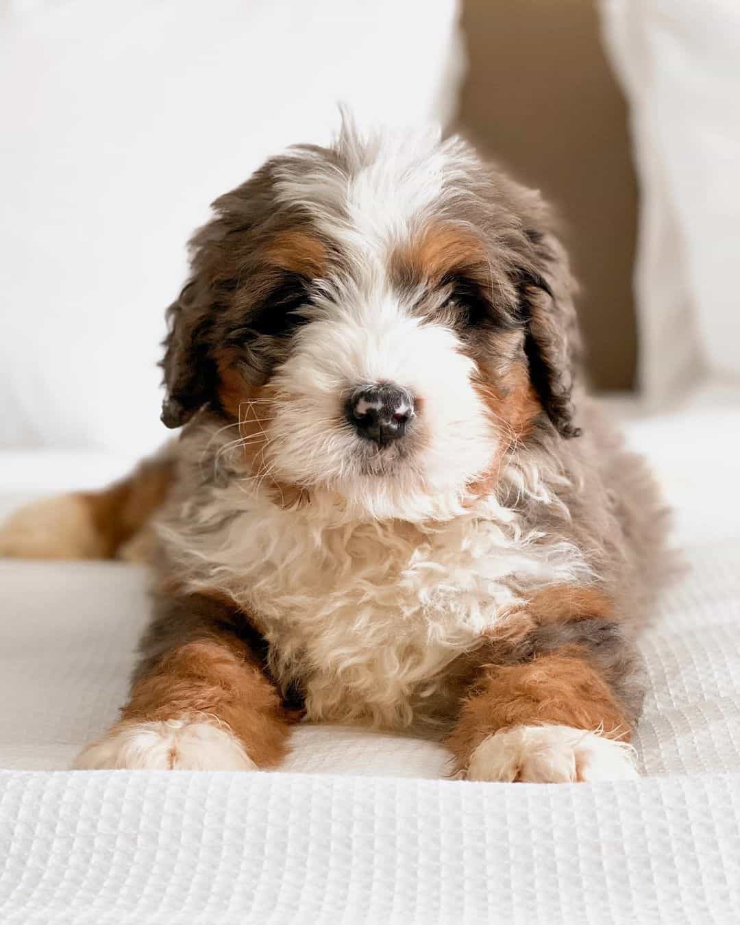 Australian Mountain Doodle puppy