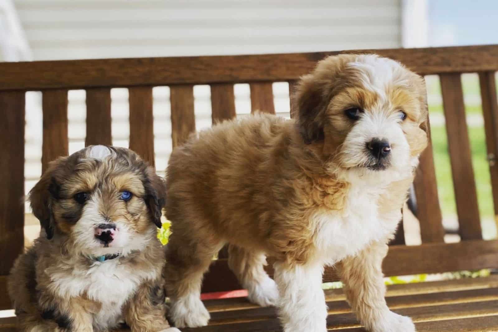 Australian Mountain Doodles stand on a swing