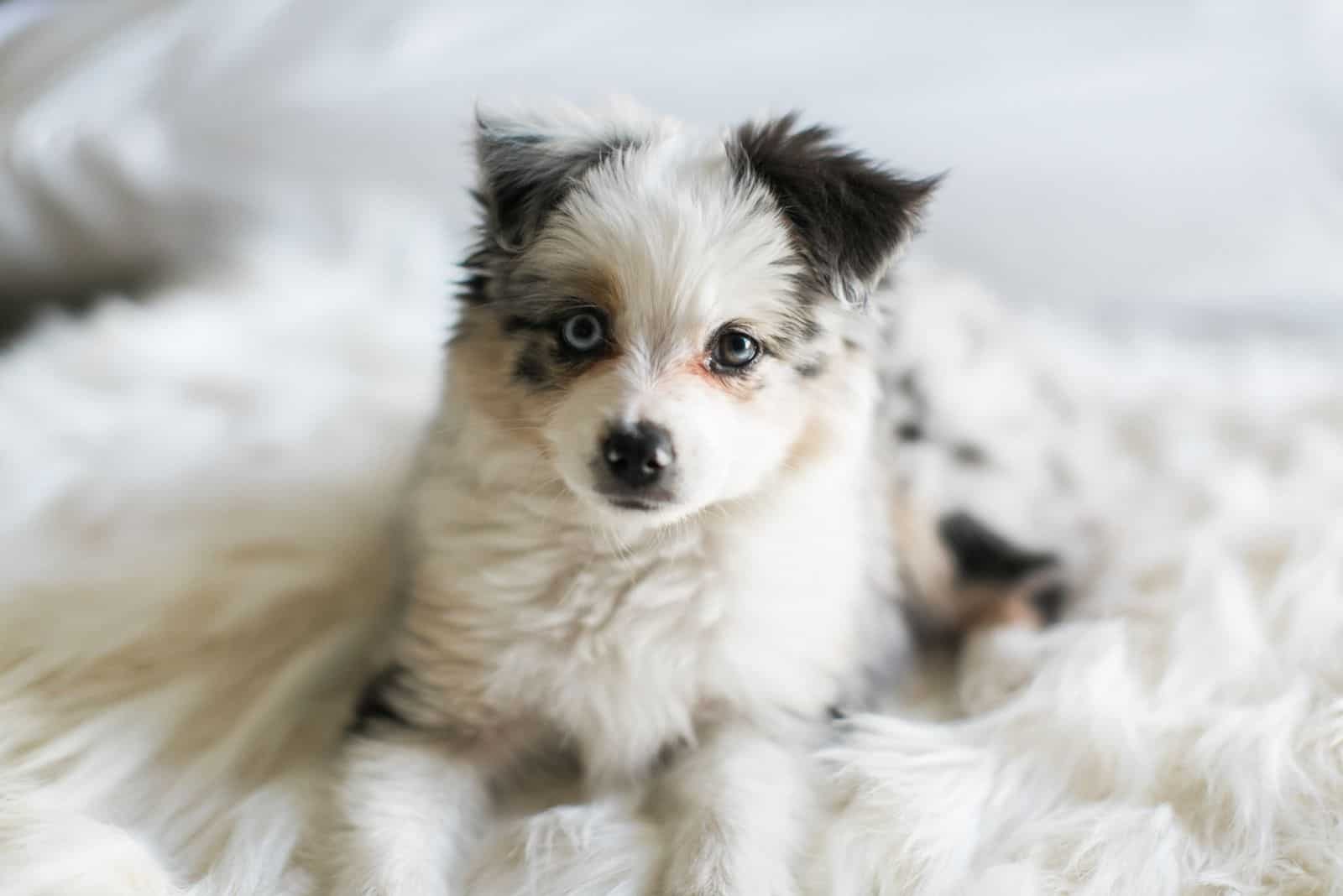 Australian Shepard puppy lying in bed