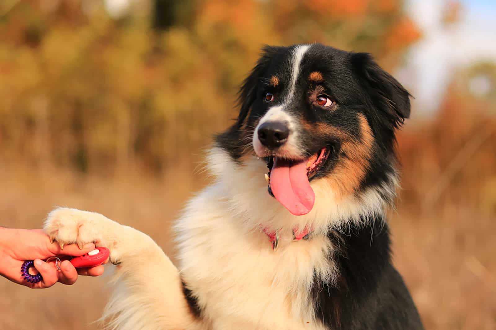 australian shepherd dog playing with his owner