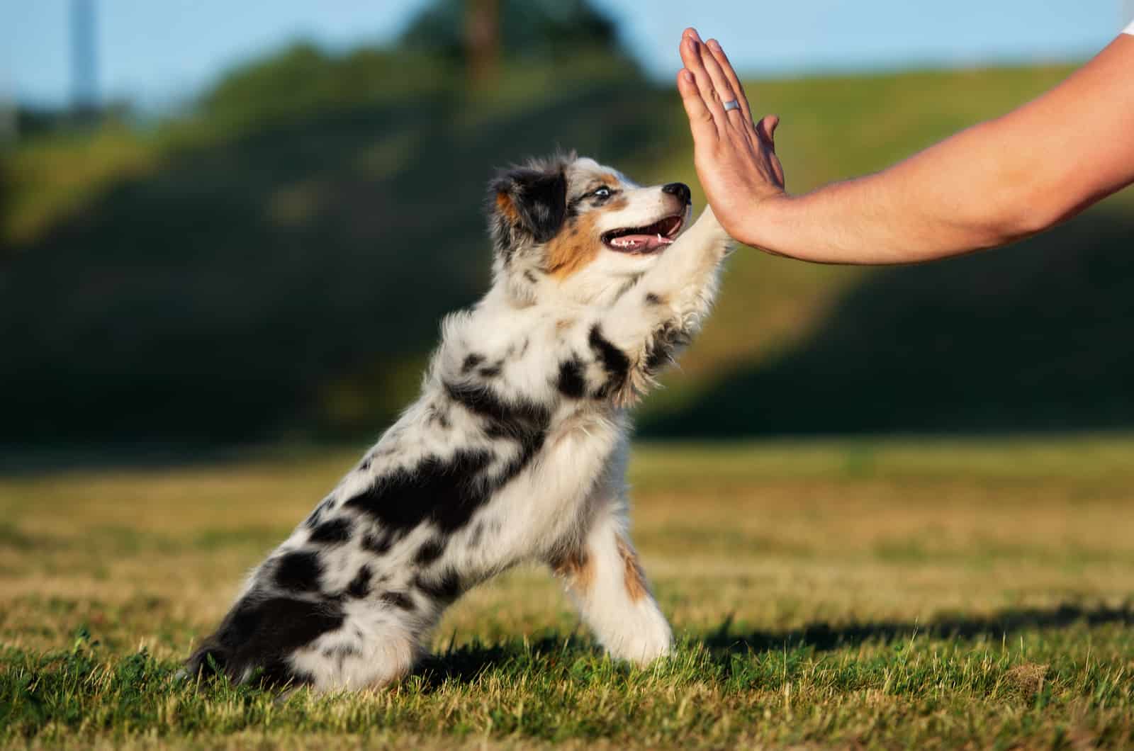 australian shepherd