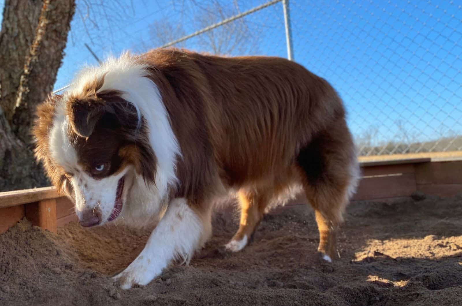 australian shepherd digging in the sand