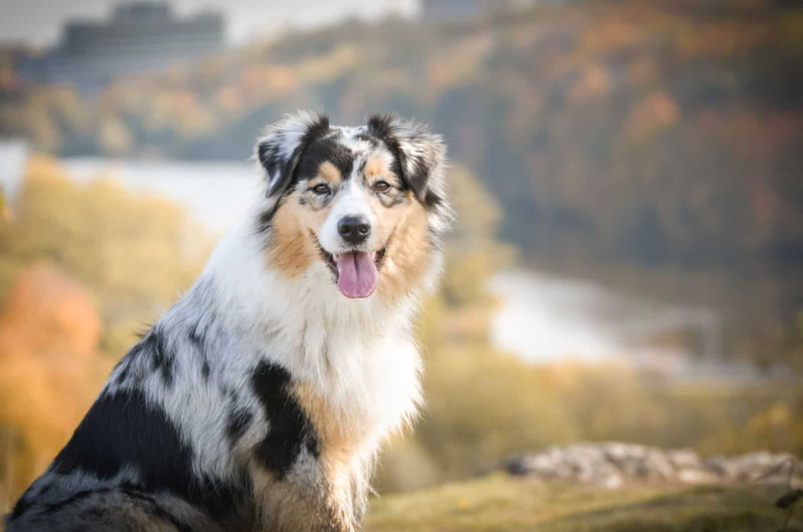 australian shepherd in nature