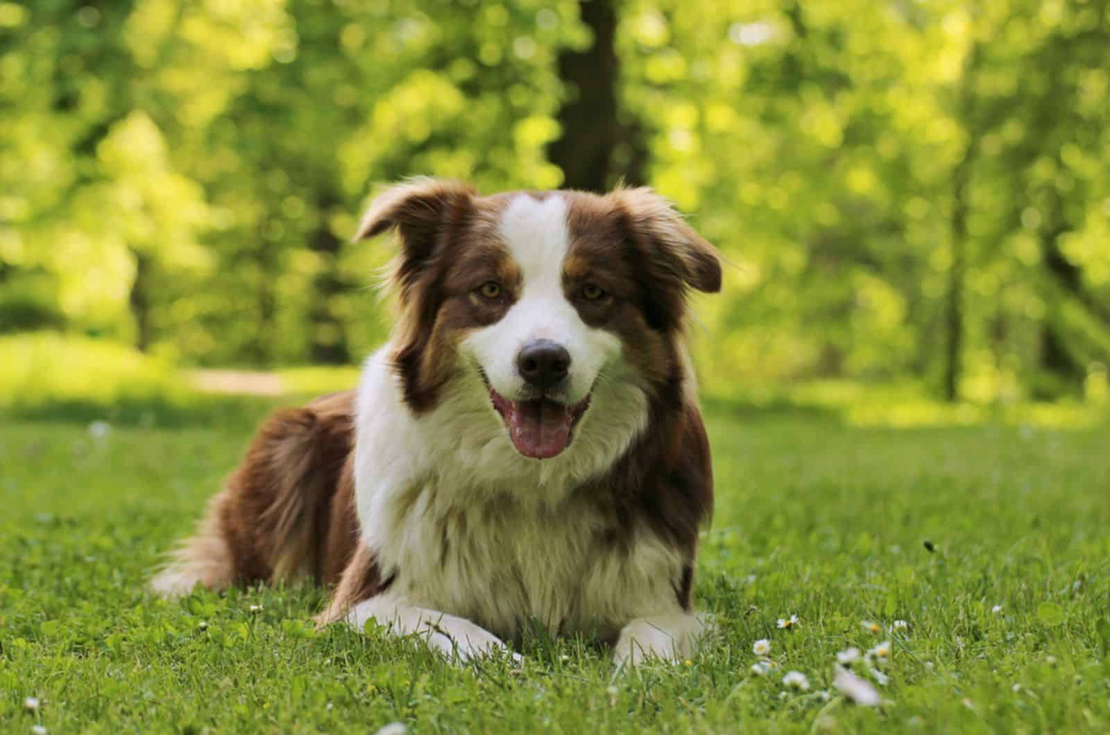 australian shepherd lying on the grass