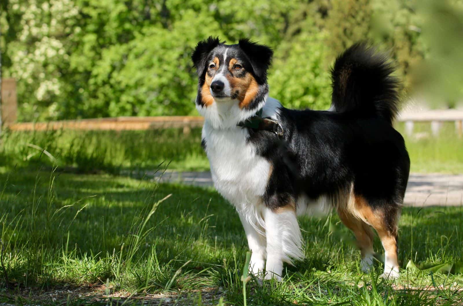 australian shepherd with long tail