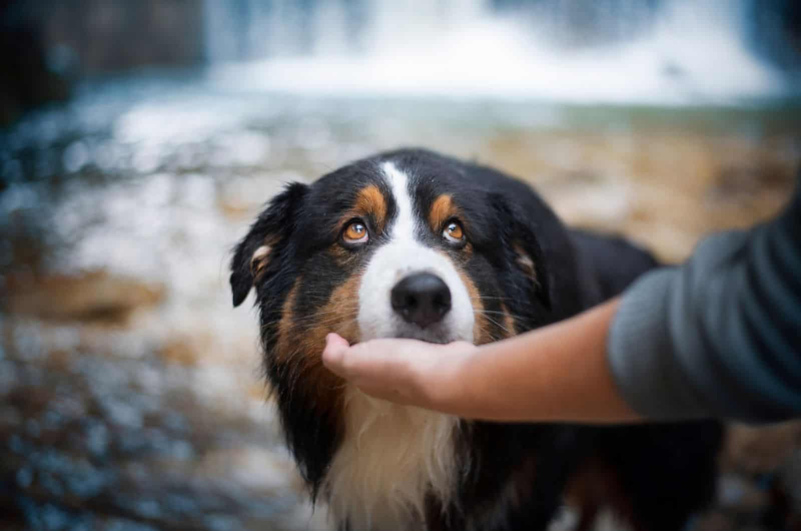 australian shepherd is lying his head in his owner's hand