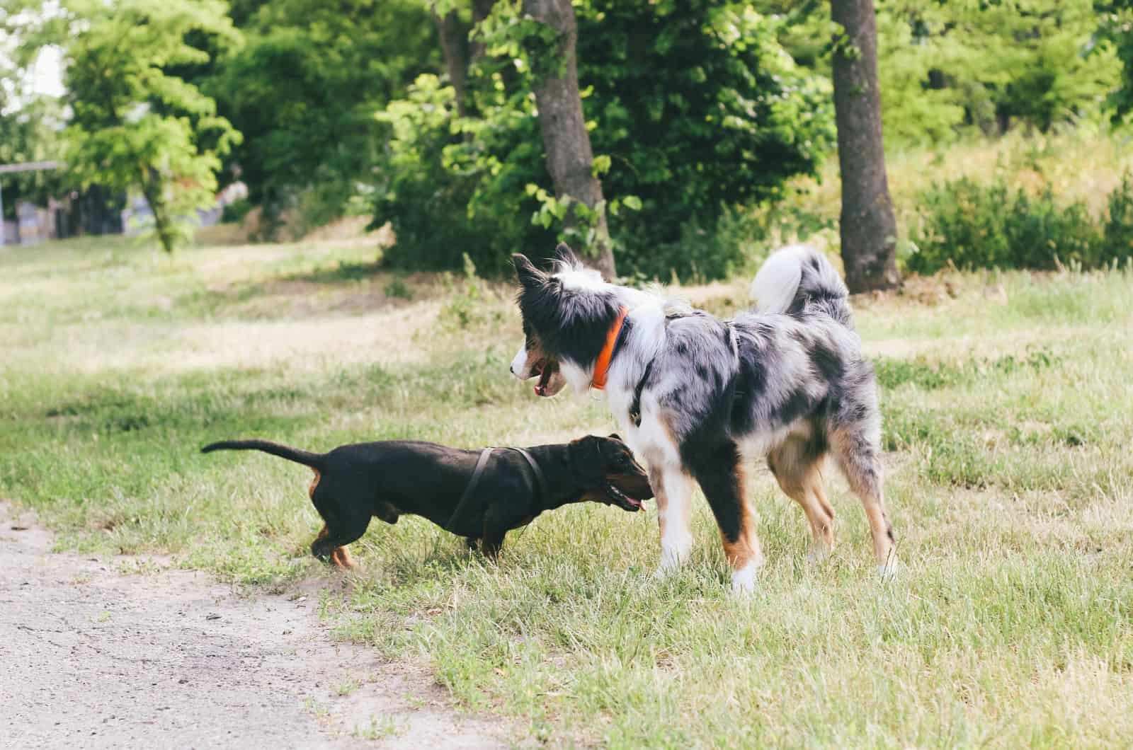 Australian Shepherd and Dachshund playing outside