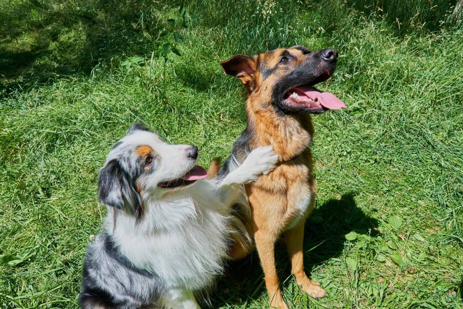 Australian Shepherd and German Shepherd sit on green grass. Australian Shepherd put his paw on a German Shepherd