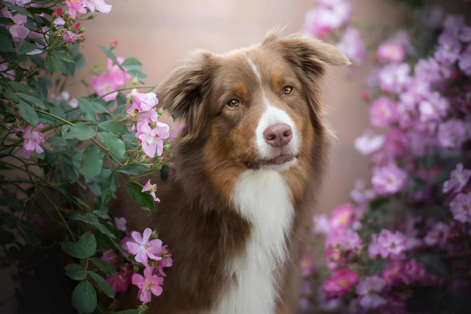 Australian Shepherd and pink flowers