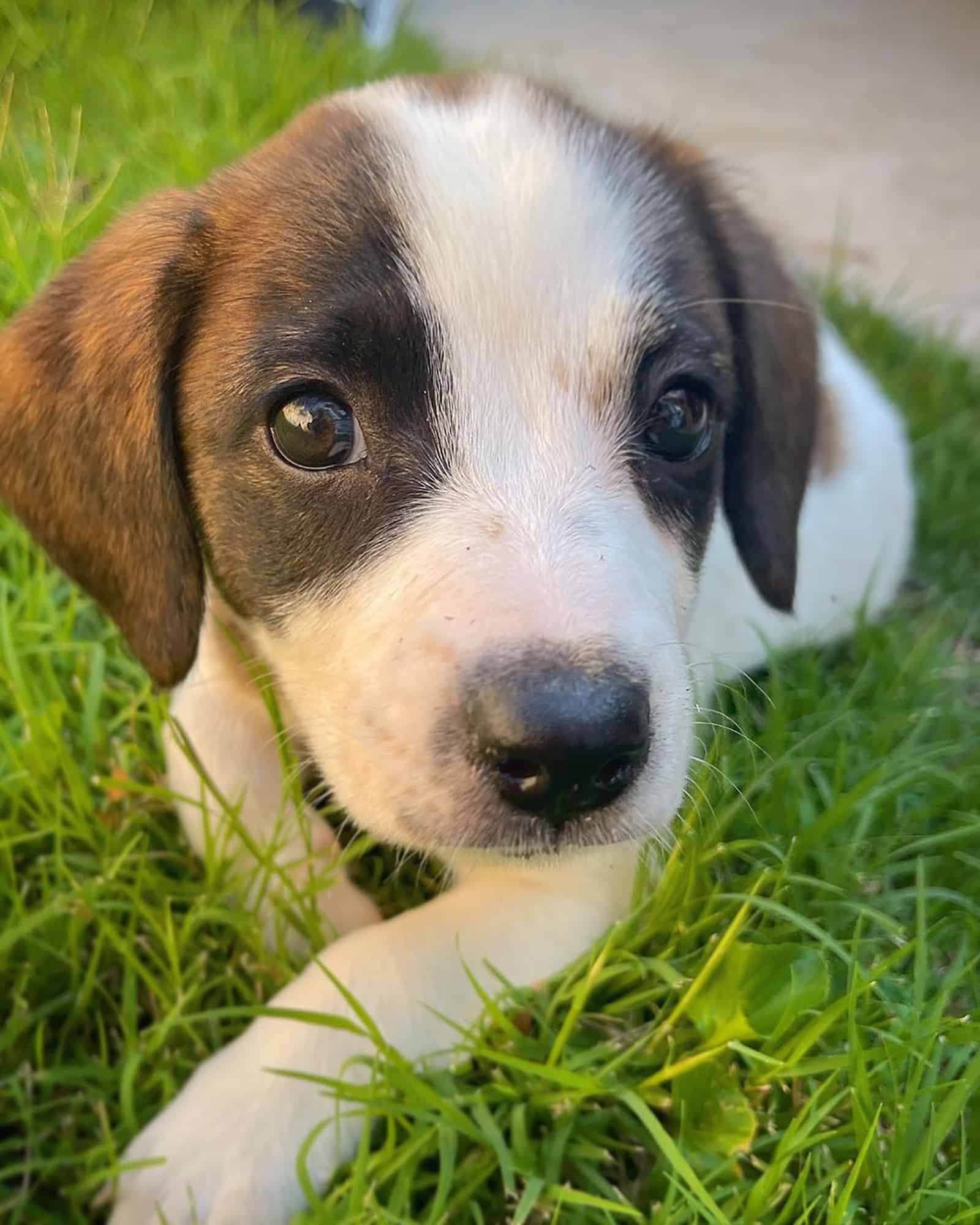 australian shepherd beagle dog  lying in the grass