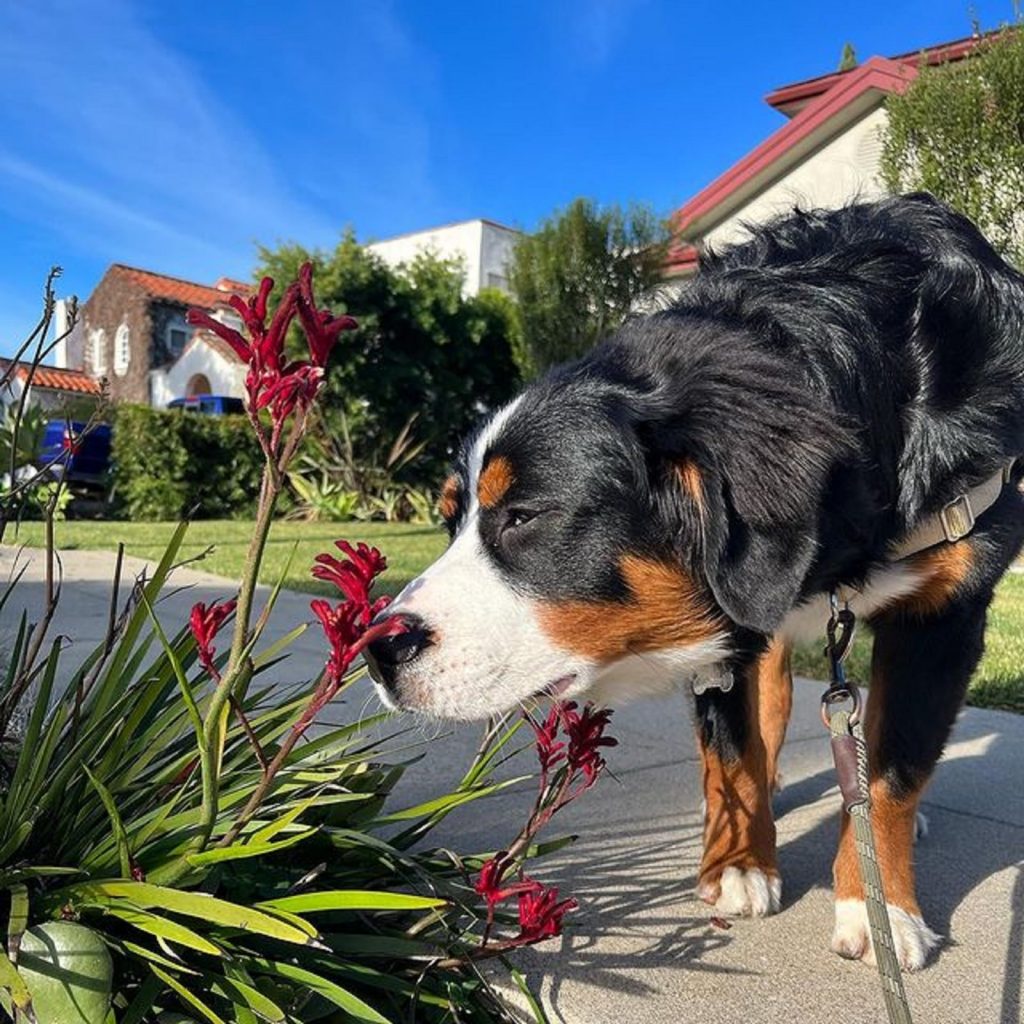 australian shepherd bernese mountain dog smelling flowers in the yard