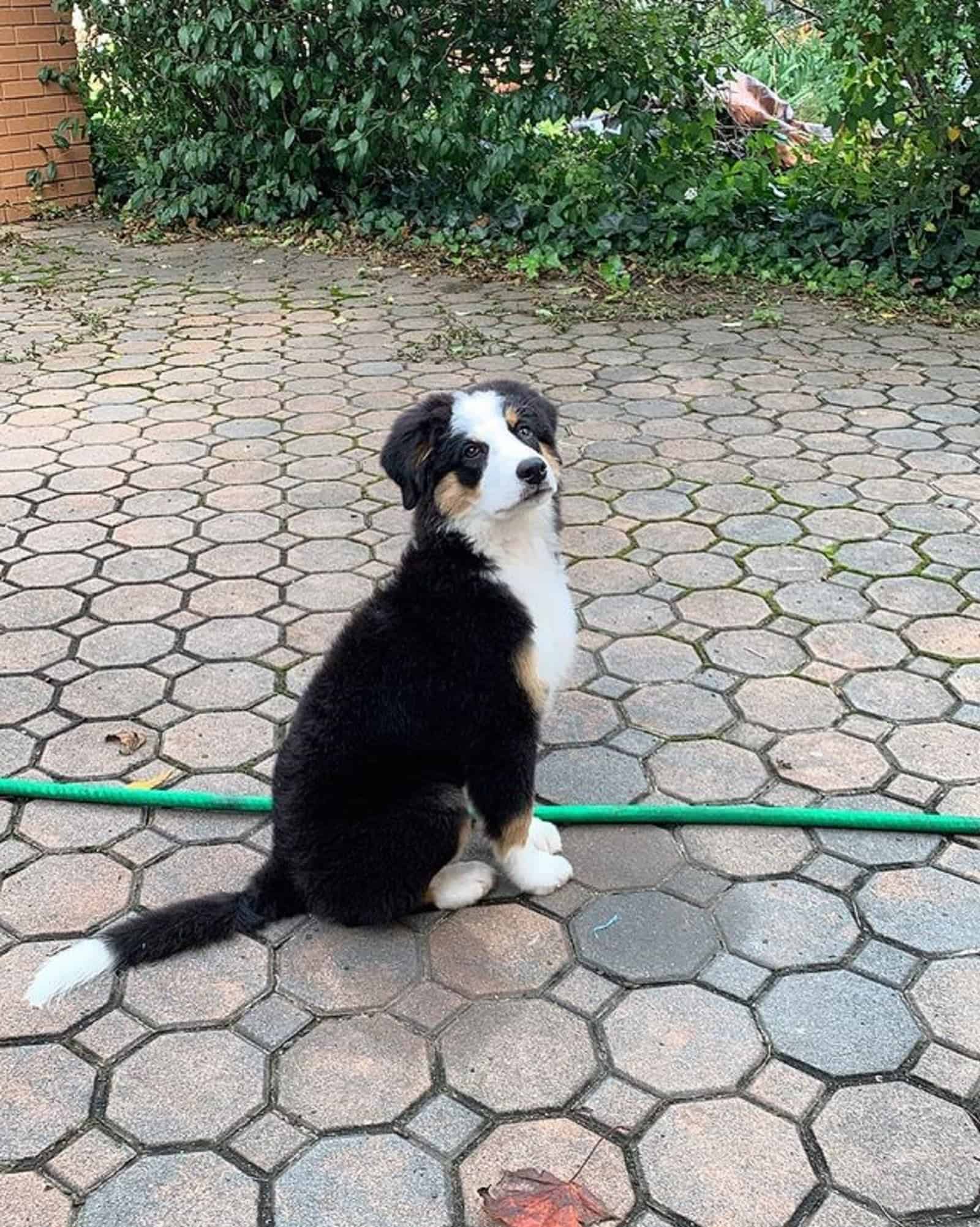 australian shepherd bernese mountain dog mix in the yard