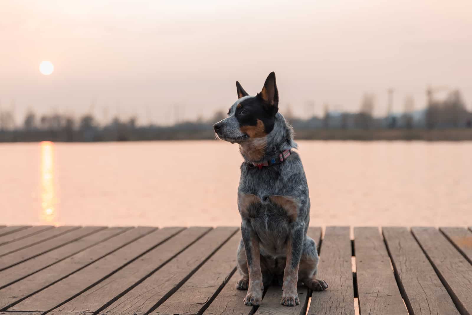 Australian Shepherd Blue Heeler sitting on dock by lake