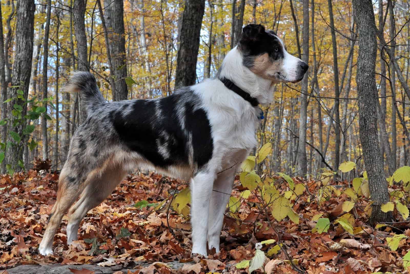 Australian Shepherd Blue Heeler standing in woods