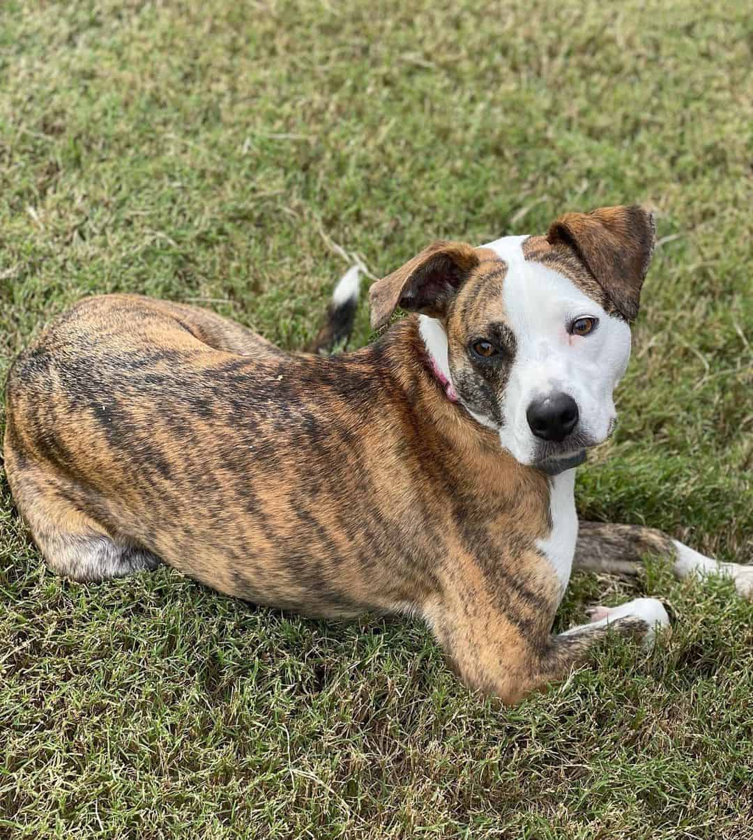 Australian Shepherd Boxer Mix