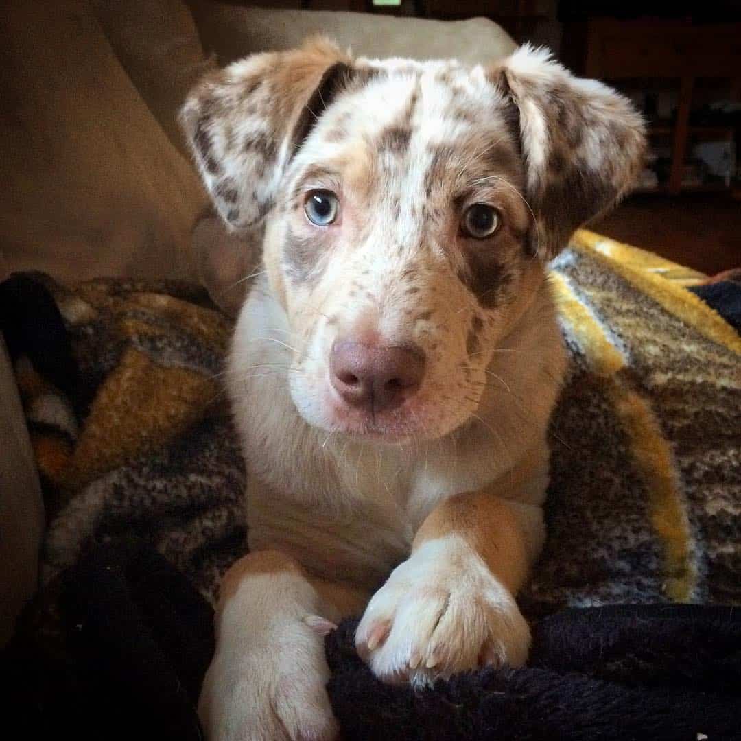 Australian Shepherd Catahoula Mix