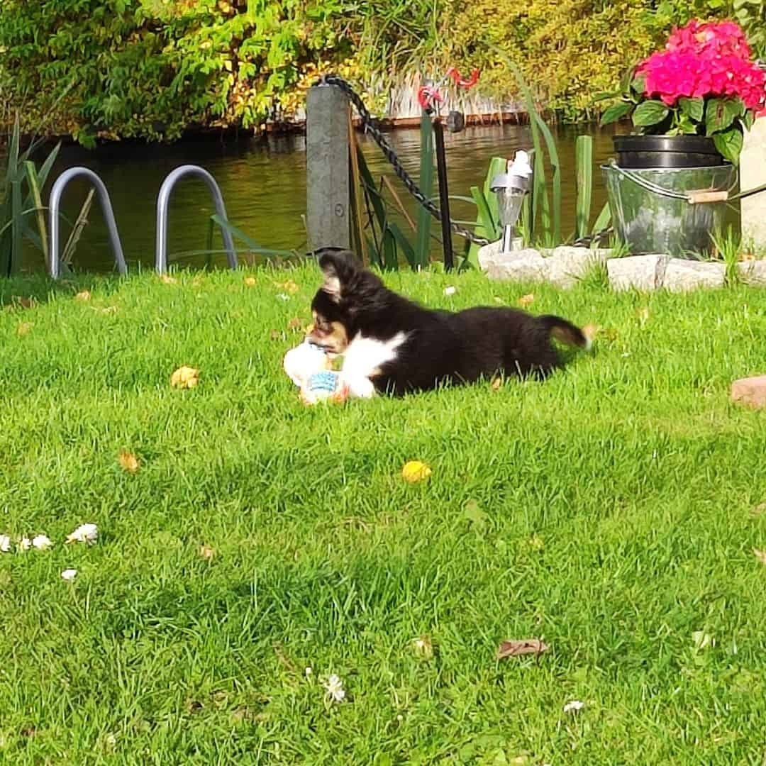 Australian Shepherd Chihuahua Mix Dog playing on grass